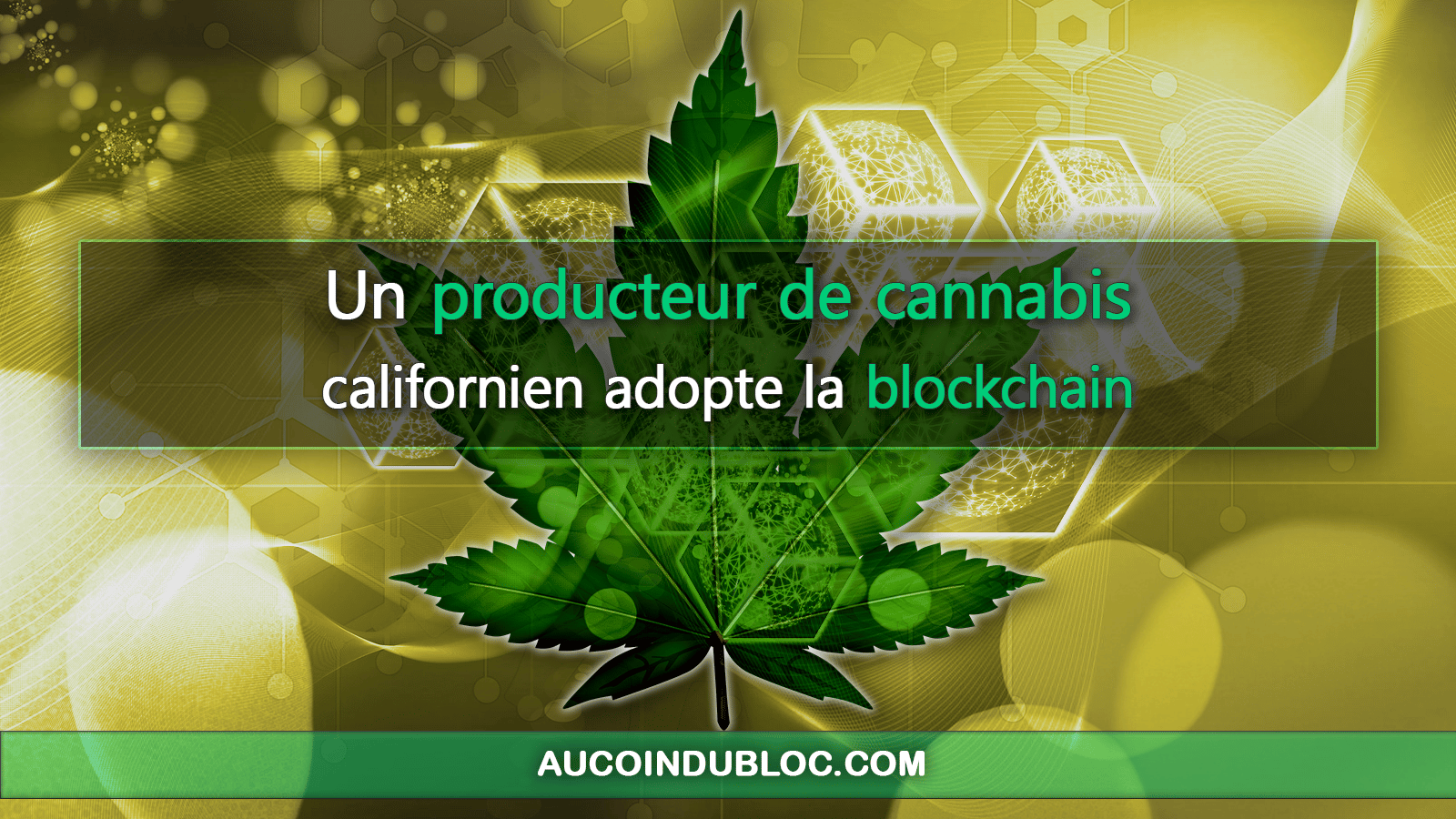 Producteur cannabis blockchain